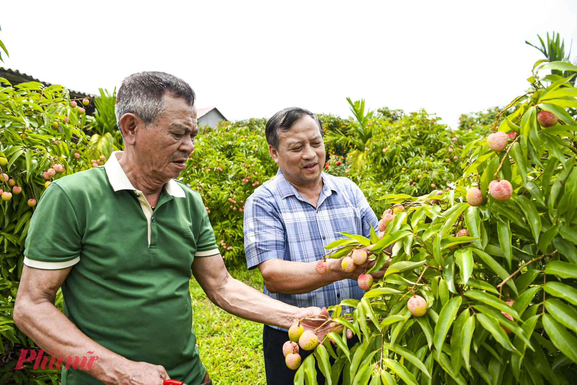 Ông Ngô Văn Tiệp – Chủ tịch UBND xã Phúc Hoà, huyện Tân Yên, tỉnh Bắc Giang cho biết, còn ít ngày nữa sẽ bước vào vụ vải thiều chín sớm năm 2025. Đến thời điểm này, các nhà vườn đang tập trung cao độ cho công tác chăm sóc phòng trừ sâu bệnh, để tránh thiệt hại đến mức độ thấp nhất do các loại sâu đầu gây ra.