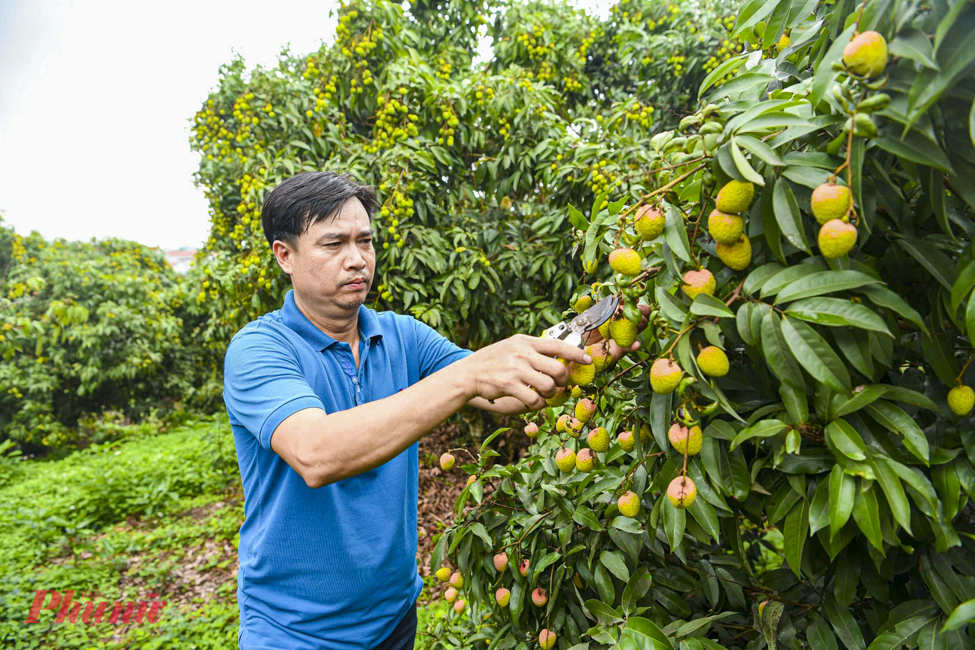 Ông Nguyễn Văn Hải (xã Phúc Hoà, huyện Tân Yên, tỉnh Bắc Giang) cho biết, năm nay vườn vải của gia đình ông dự kiến cho ra sản lượng ước chừng khoảng hơn 8 tấn vải thiều theo tiêu chuẩn VietGAP xuất khẩu đi nước ngoài.