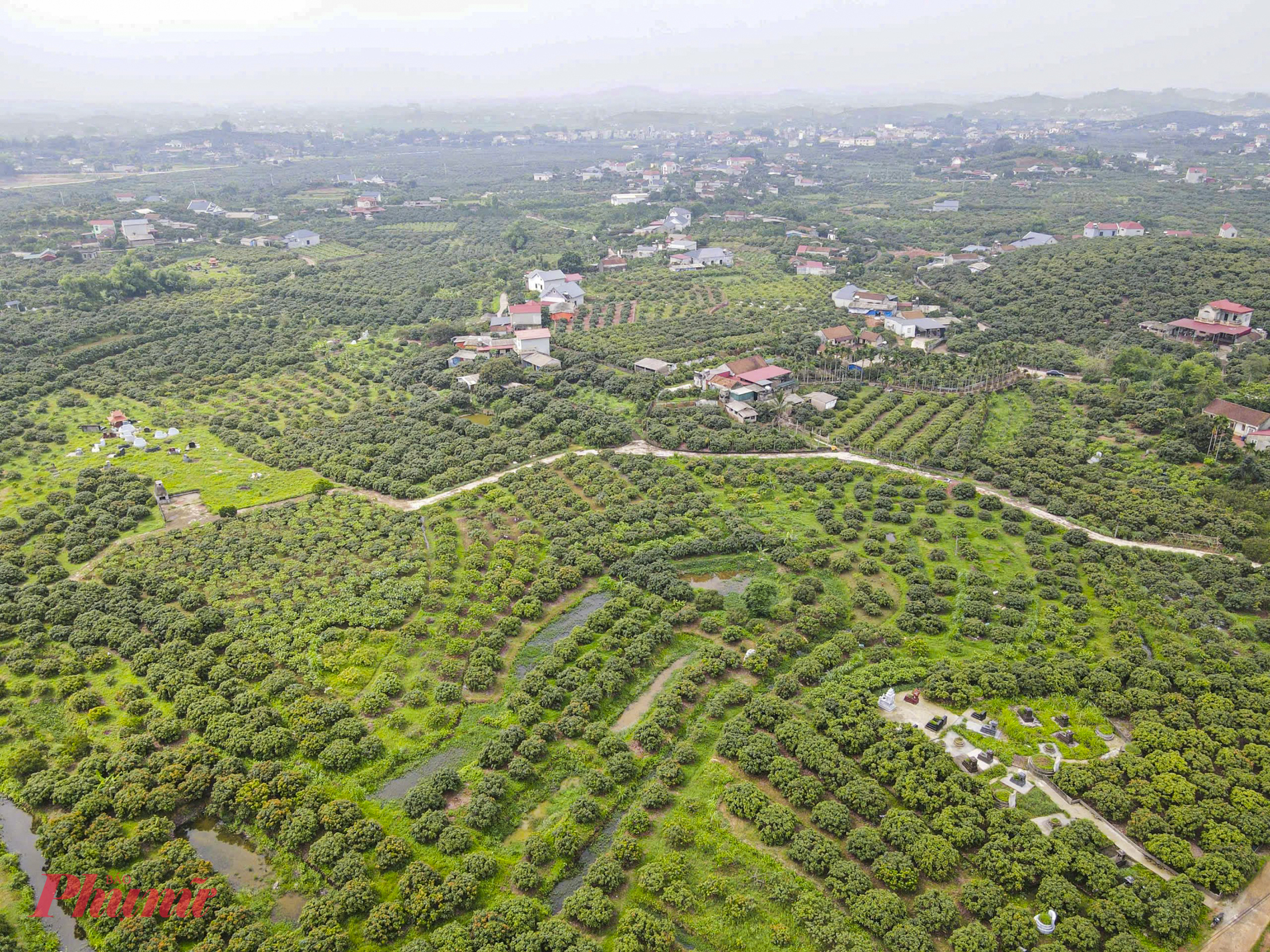 Trước đó, Phó Chủ tịch Quốc hội Nguyễn Đức Hải đề nghị tỉnh Bắc Giang chủ động, phối hợp nâng cấp chất lượng giống, đầu tư mạnh vào nghiên cứu khoa học và công nghệ, nhất là công nghệ sau thu hoạch, bảo quản, chế biến để kéo dài thời gian tiêu thụ và chinh phục các thị trường xa, yêu cầu cao. Cùng với đó, mở rộng thị trường xuất khẩu với trọng tâm là Trung Quốc, Nhật Bản, EU, Mỹ, Đông Nam Á, Trung Đông và tập trung xây dựng chuỗi tiêu thụ tại thị trường nội địa một cách đồng bộ, đảm bảo trong thời gian ngắn quả vải tươi, ngon của Bắc Giang sẽ đến tay người tiêu dùng.        '