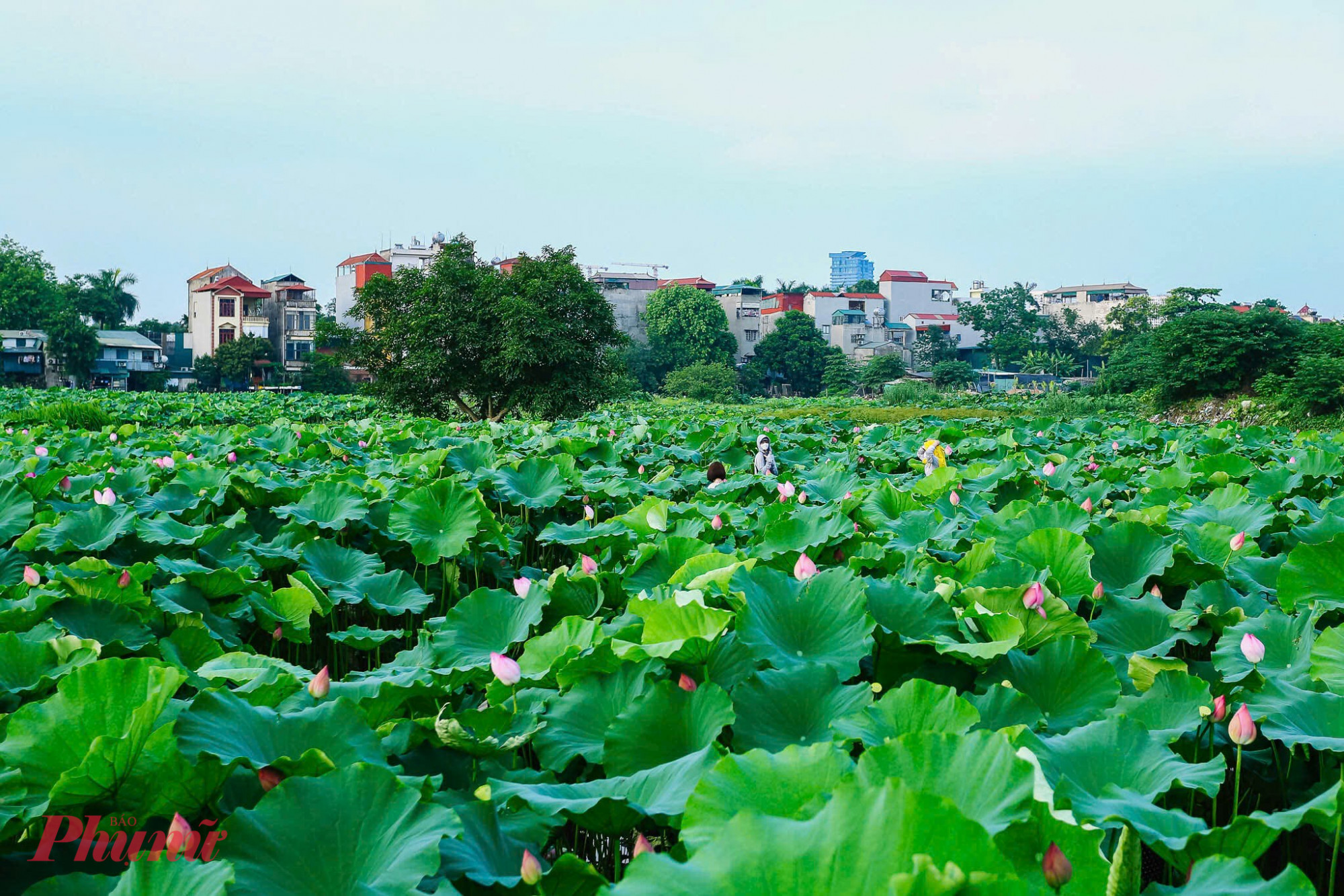 Hoa sen tại Hà Nội bắt đầu nở, dù chưa rộ nhưng các đầm sen đã thu hút nhiều bạn trẻ và gia đình đến chụp ảnh check-in.