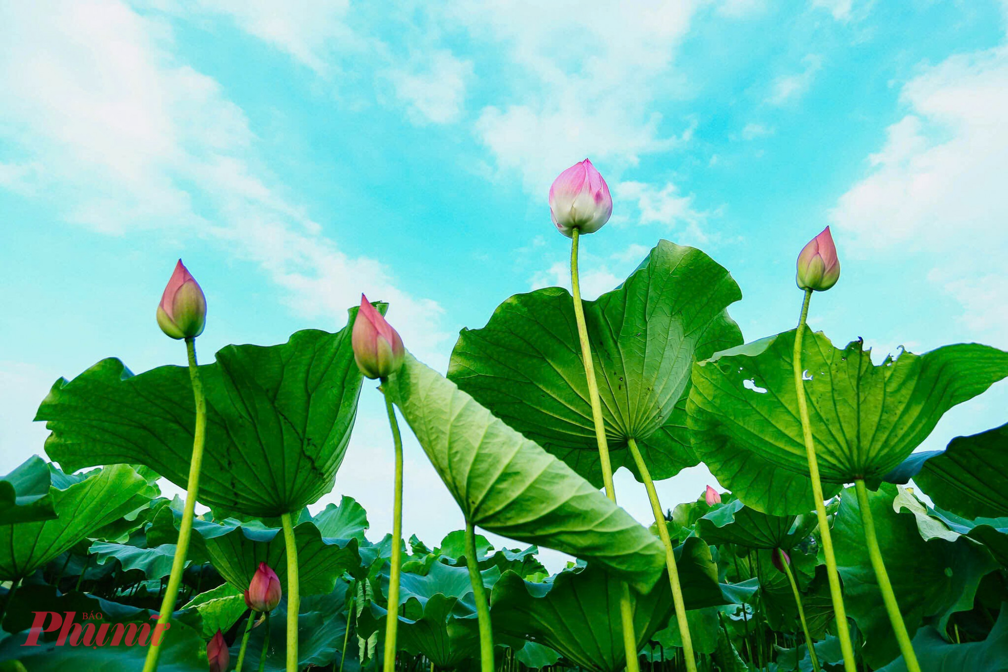 Mang vẻ đẹp thanh tao, dịu dàng với hương thơm dịu nhẹ, hoa sen dễ khiến nhiều người cảm thấy mềm lòng.