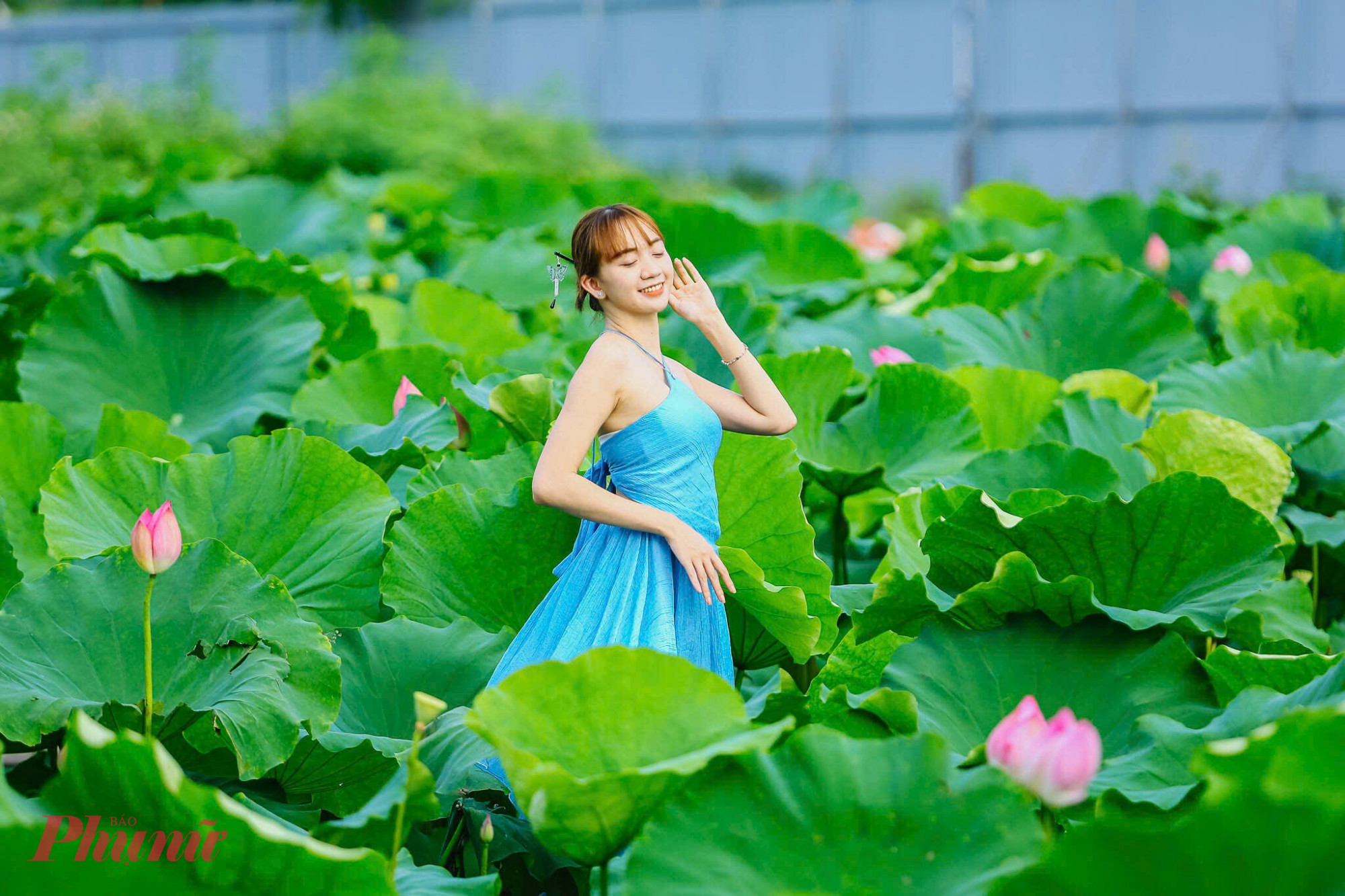 Thiếu nữ với sen trong tà áo dài trắng tinh khôi.