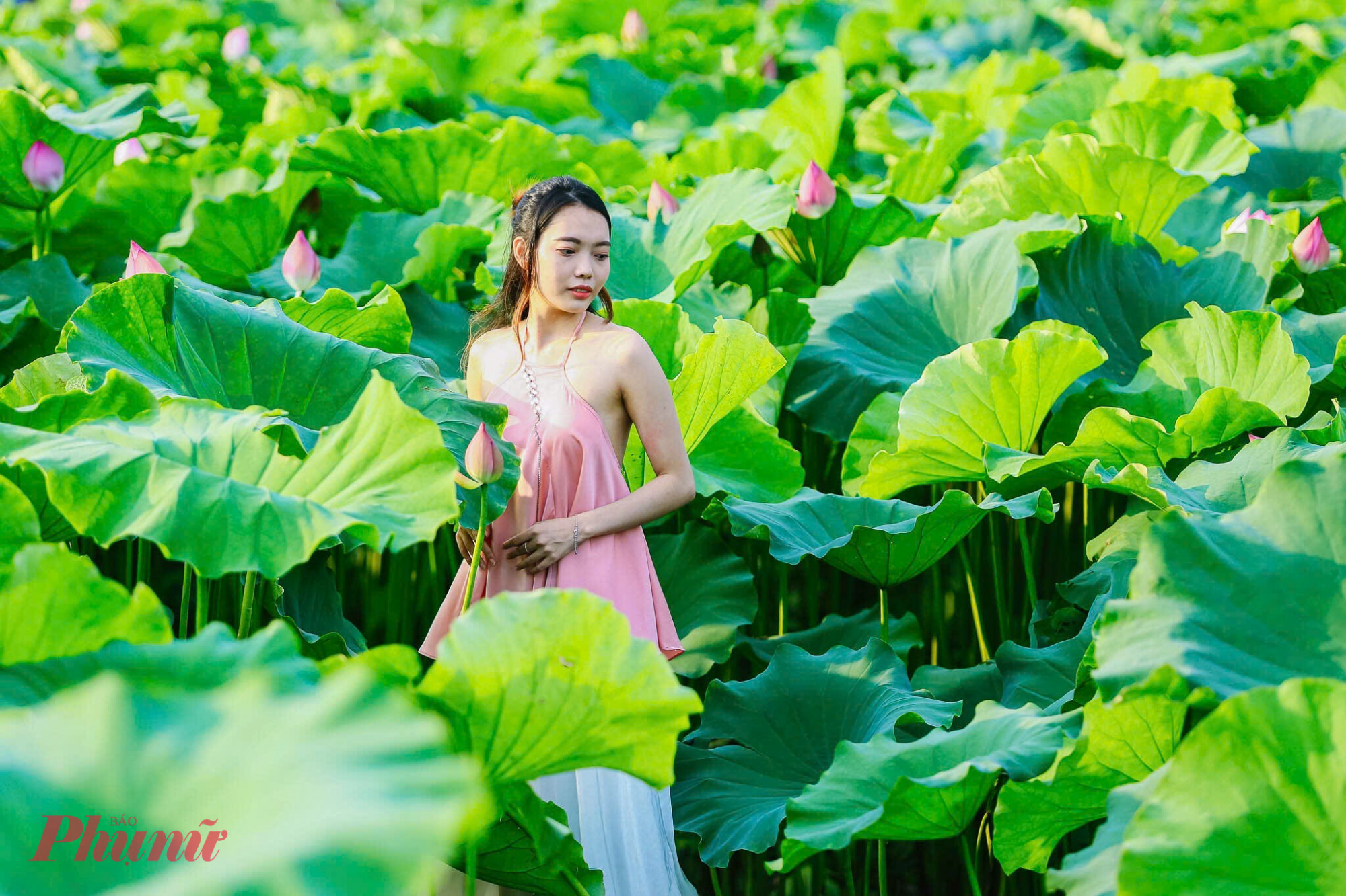 Theo bạn Đỗ Như Quỳnh cho biết, chi phí chụp ảnh với sen dao đ