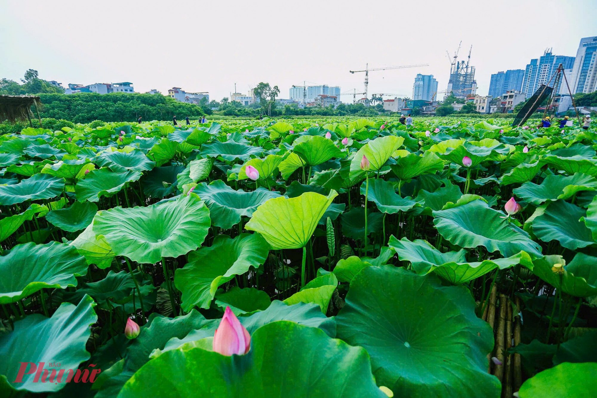 Mùa sen ở Hà Nội thường kéo dài từ tháng 6 đến tháng 9.