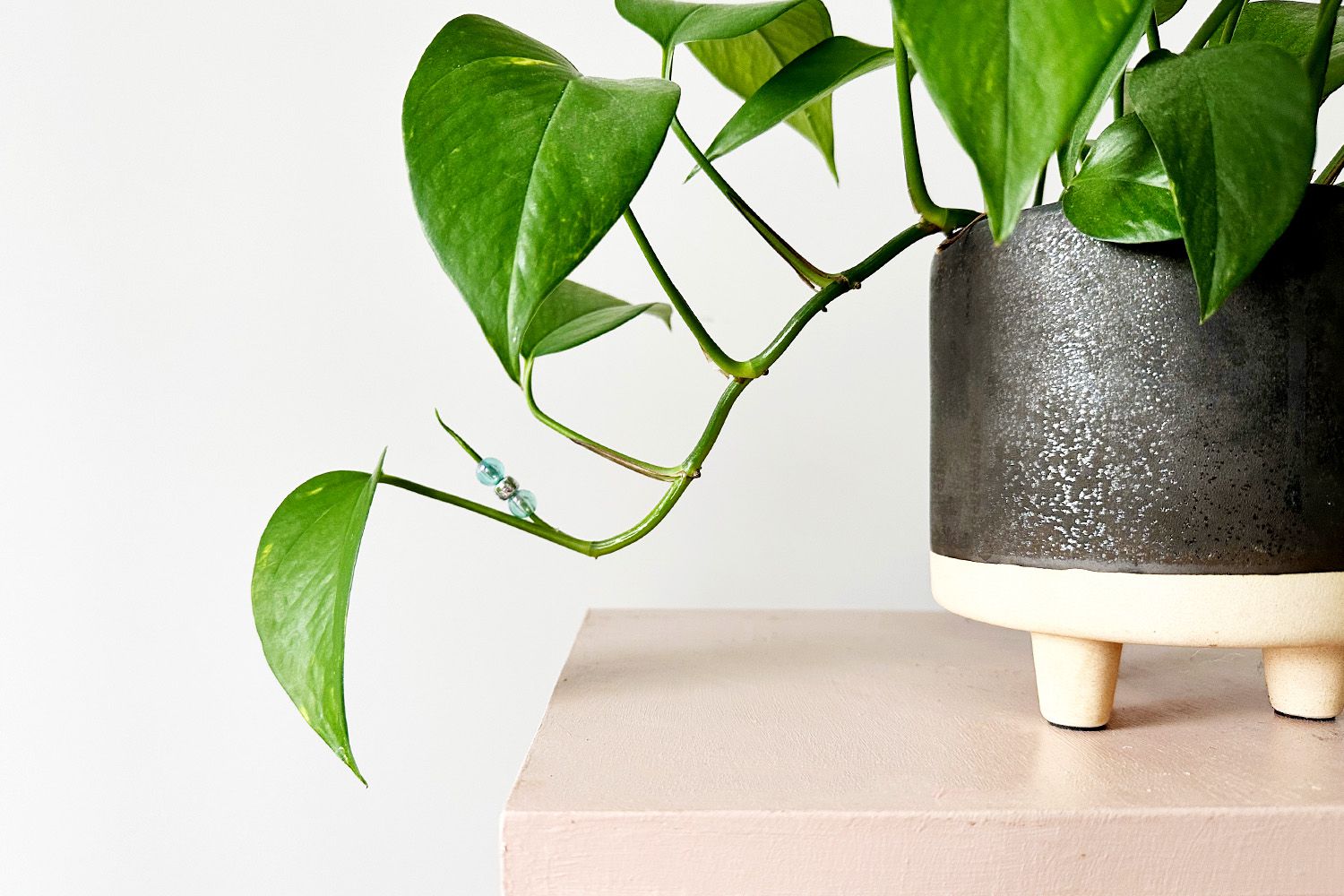 2. Cây trầu bà (Pothos): Trầu bà là cây dây leo được yêu thích vì sự dễ tính, không kén đất hay ánh sáng. Cây chịu bóng râm tốt, thậm chí sống khỏe trong phòng ít ánh sáng tự nhiên. Tưới nước khi thấy đất khô, không cần nhiều phân bón, cây vẫn xanh tốt. Trầu bà dễ dàng tạo kiểu treo trên kệ, đặt bàn hay để trên tủ đều đẹp, mang lại cảm giác dịu mắt, thư giãn - Ảnh: BHG