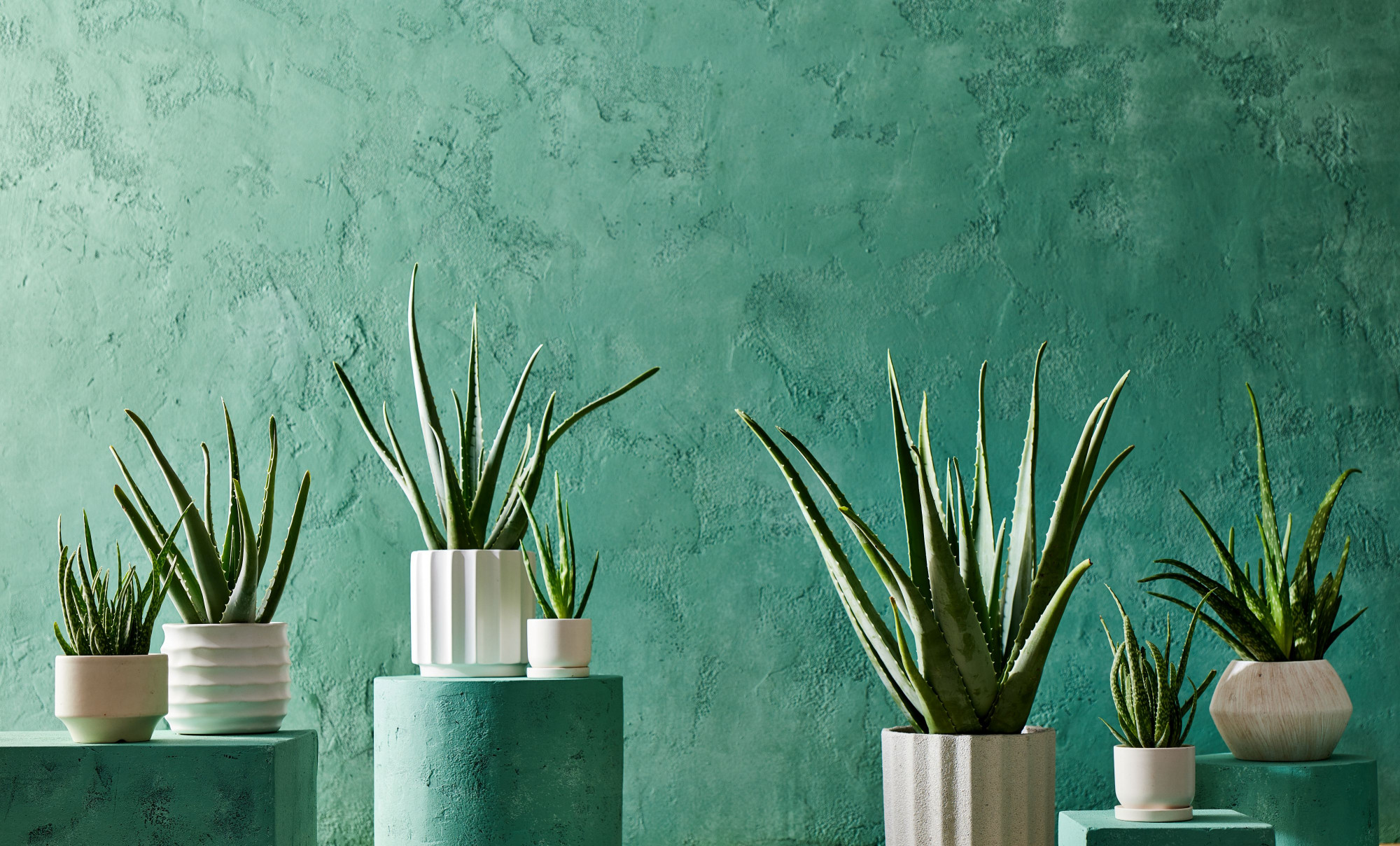 4. Cây lô hội (Aloe Vera):Lô hội không chỉ đẹp mà còn có nhiều công dụng làm đẹp, chữa lành vết thương. Cây chịu hạn tốt, chỉ cần tưới khi thấy đất khô, đặt ở nơi có ánh sáng gián tiếp là được. Đây là lựa chọn lý tưởng cho người mới trồng cây, vì không phải chăm sóc cầu kỳ mà vẫn xanh mướt quanh năm - Ảnh: BHG