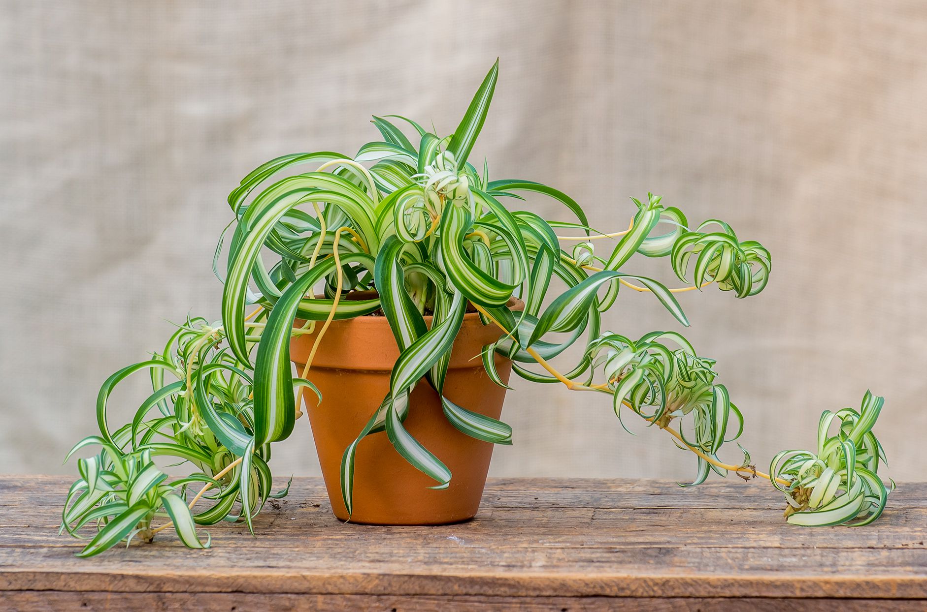 3. Cây dây nhện (Spider Plant): Cây dây nhện có thể sống trong nhiều điều kiện ánh sáng khác nhau, từ sáng đến bóng râm nhẹ. Đây là một trong những cây dễ chăm nhất, chỉ cần tưới nước khi đất khô. Dây nhện còn nổi tiếng với khả năng lọc không khí, hấp thụ các chất độc hại, phù hợp để đặt trong phòng làm việc hay phòng khách, giúp không gian thêm trong lành - Ảnh: BHG.