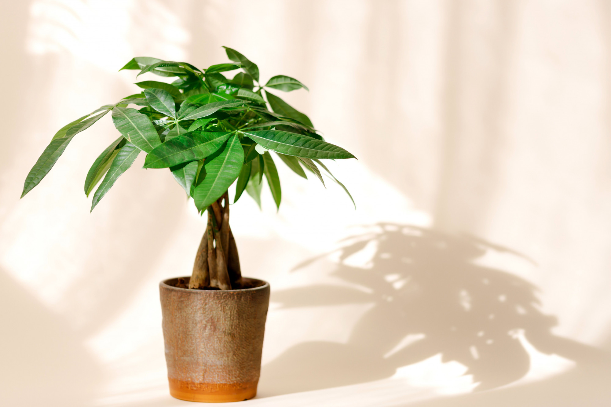 Cây kim tiền là “ứng cử viên sáng giá” cho danh hiệu cây trồng trong nhà dễ sống nhất. Với thân mập, lá xanh bóng và dày, kim tiền không chỉ đẹp mắt mà còn cực kỳ dễ chăm – bạn chỉ cần tưới nước 1–2 lần mỗi tháng và đặt ở nơi có ánh sáng gián tiếp là đủ. Cây chịu hạn tốt, sống khỏe trong môi trường máy lạnh, văn phòng hay phòng khách thiếu sáng. Ngoài ra, kim tiền còn được xem là biểu tượng của tài lộc, may mắn, rất được ưa chuộng để trang trí hoặc làm quà tặng