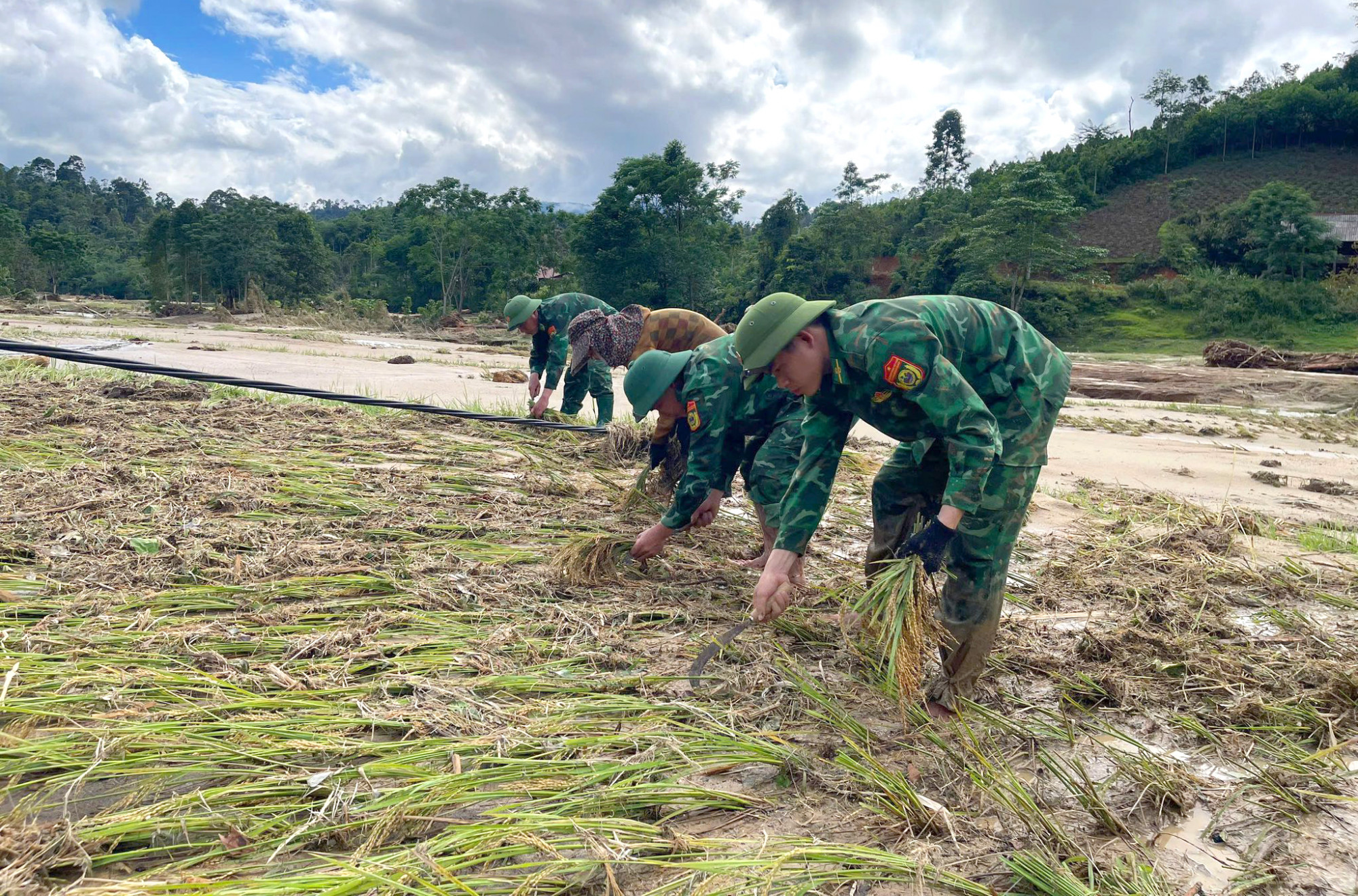 Lực lượng biên phòng hỗ trợ người dân xã Hạnh Dịch thu hoạch lúa còn sót lại sau lũ quét - Ảnh: Hải Thượng