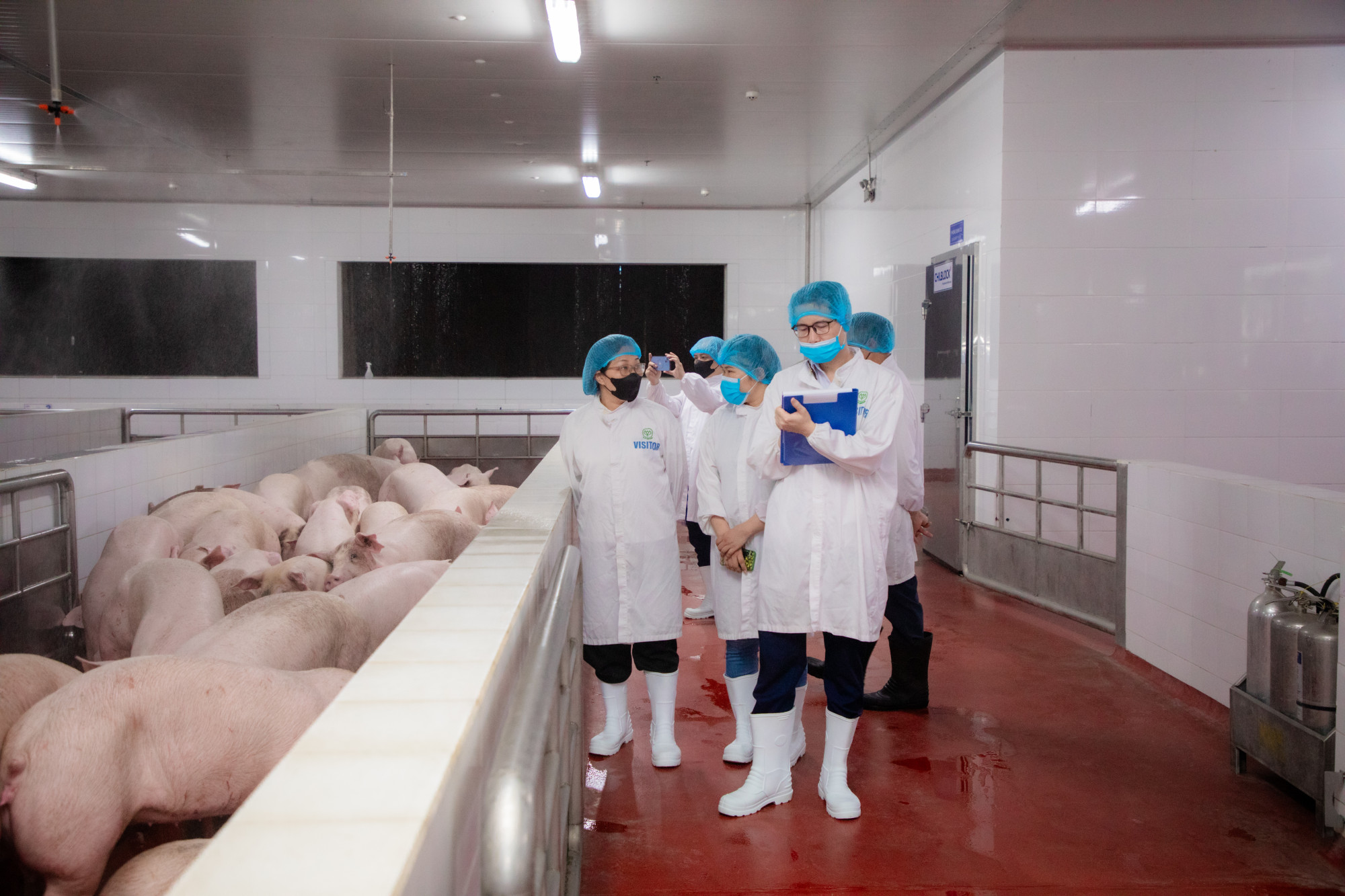 Theo kết luận ban đầu của đoàn kiểm tra, Công ty C.P chi nhánh Hà Nội thực hiện đầy đủ các quy định về vệ sinh an toàn thực phẩm trong hoạt động giết mổ heo
