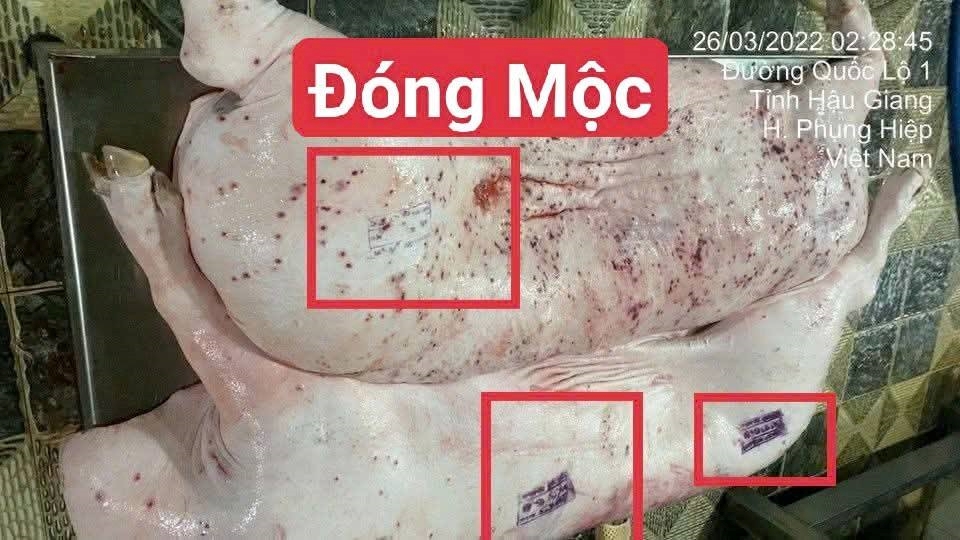 Hình ảnh heo đóng dấu kiểm dịch sai