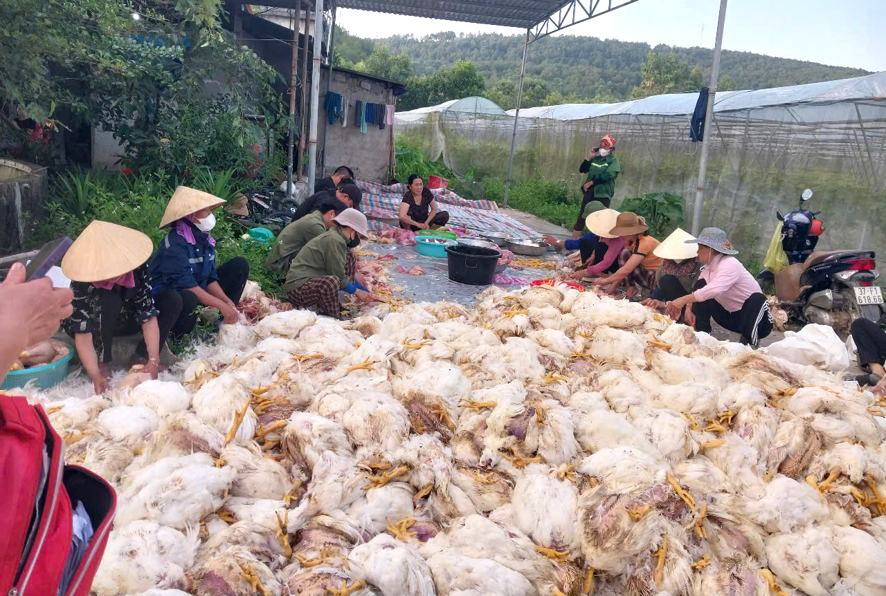 Người dân tập trung hỗ trợ chủ trang trại làm thịt gà bán rẻ để vớt vát lại chút tiền vốn - Ảnh: Bá Thể