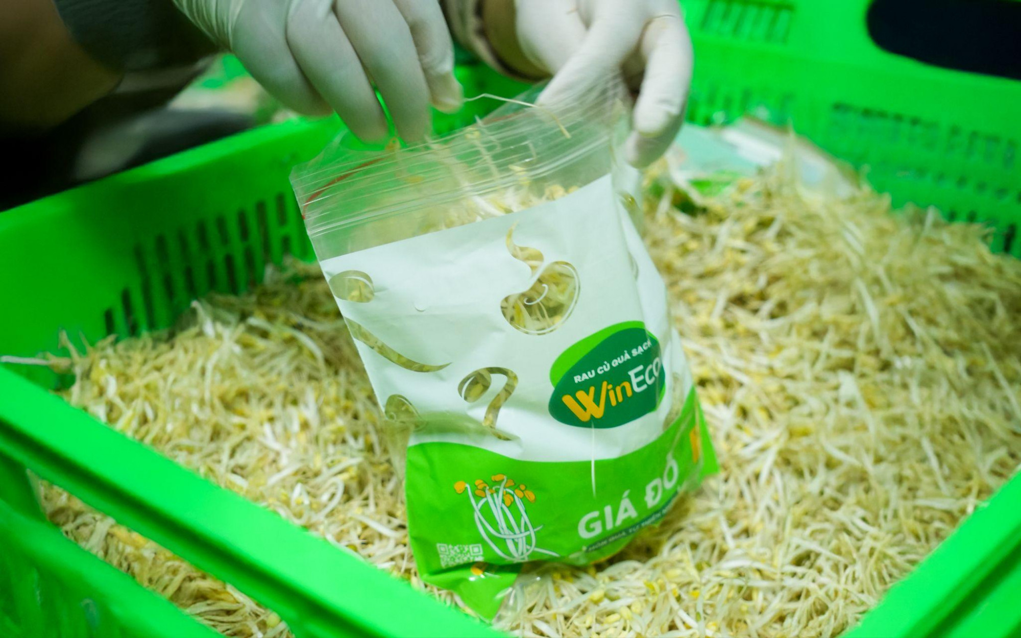 Sản phẩm giá đỗ WinEco được đóng gói tại nguồn với nhãn thông tin đầy đủ, đạt tiêu chuẩnVietGAP