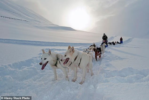 Chó husky là phương tiện di chuyển nhưng chậm hơn xe trượt tuyết