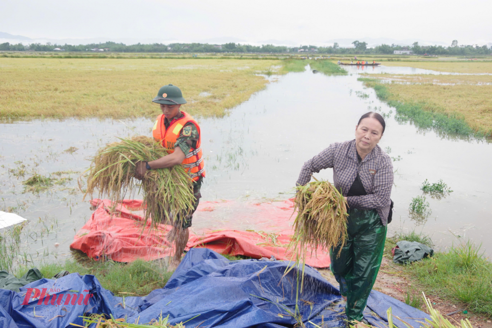 Ông Lê Văn Cường, Chủ tịch UBND thị xã Hương Thủy cho biết, trong điều kiện mưa lớn, nước ngập sâu, việc hàng trăm cán bộ, chiến sĩ và người dân khẩn trương ra đồng giúp bà con thu hoạch lúa không chỉ thể hiện tinh thần trách nhiệm mà còn khẳng định vai trò nòng cốt, xung kích của lực lượng vũ trang trong phòng, chống thiên tai. 'Chúng tôi trân trọng và cảm ơn sự chung tay đầy nghĩa tình của các lực lượng góp phần giúp người dân vượt qua khó khăn, bảo vệ thành quả sau nhiều tháng lao động', ông Cường nói.