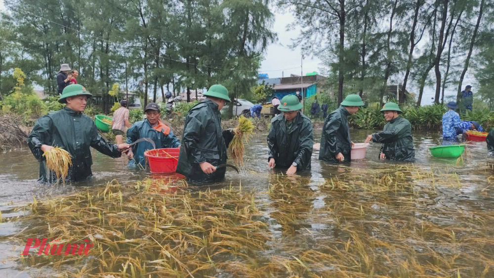 Với quyết tâm cao, các chiến sĩ Đồn biên phòng Cửa Việt quyết tâm trong hôm nay hoàn thành thu hoạch lúa cho bà con 