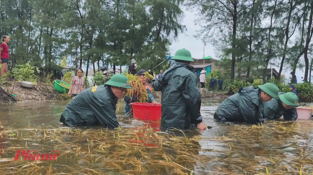 Tại thôn 5, xã Gio Hải huyện Gio Linh  hiện còn nhiều diện tích lúa sắp thu hoạch ngâm trong nước lũ