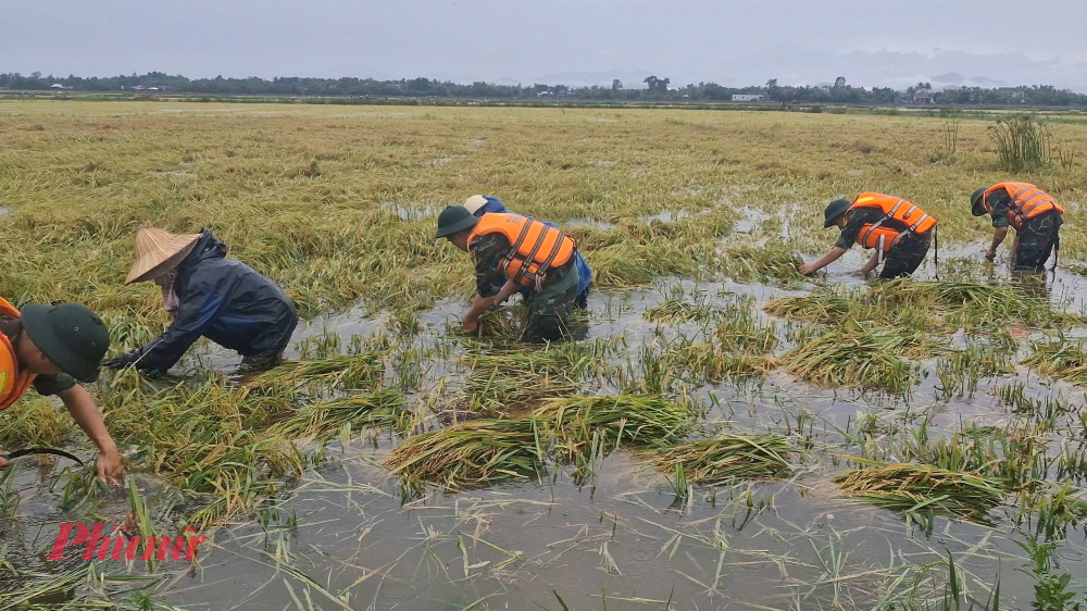 Mặc dù toàn thành phố đã hoàn tất vụ Hè thu, nhưng do đặc thù thổ nhưỡng nên tại xã Thủy Tân vẫn còn gần 90 ha lúa đến mùa gặt. Do ảnh hưởng của bão số 1, tất cả diện tích lúa này bị ngập sâu, có nguy cơ bị úng.