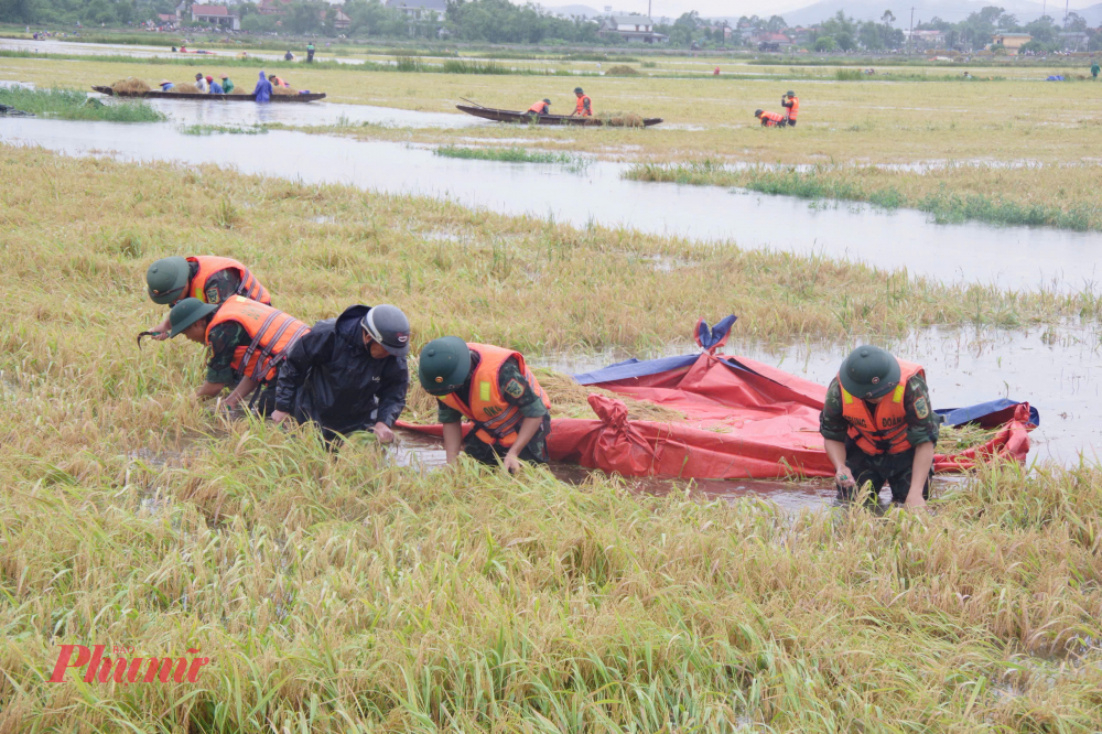 Qua khảo sát thực tế, Bộ CHQS thành phố đã khẩn trương phối hợp với các đơn vị đóng trên địa bàn (lực lượng của trung đoàn 176, sư đoàn 968) cùng với người dân địa phương (khoảng hơn 200 người) tiến hành giúp dân gặt lúa