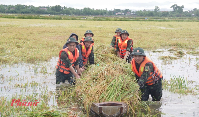 Lực lượng vũ trang  TP Huế giúp dân thu hoạch lúa ngập lũ, tinh thần nước xuống đến đâu thi hoạch đến đó