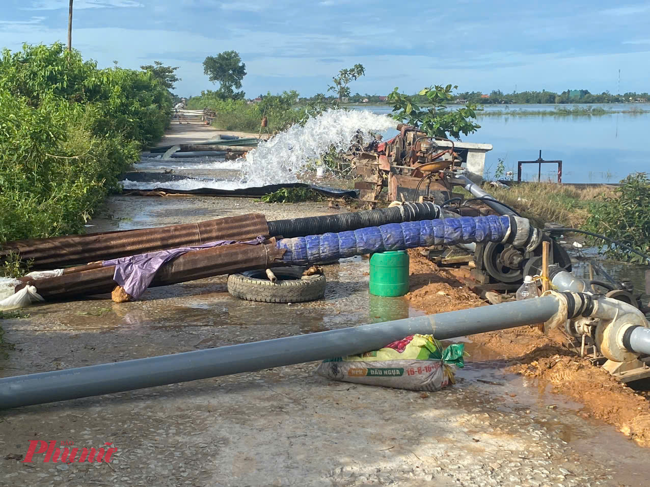 Người dân bơm tiêu úng cứu lúa tại một cánh đồng ở xã Phú Hồ (huyện Phú Vang, TP Huế)