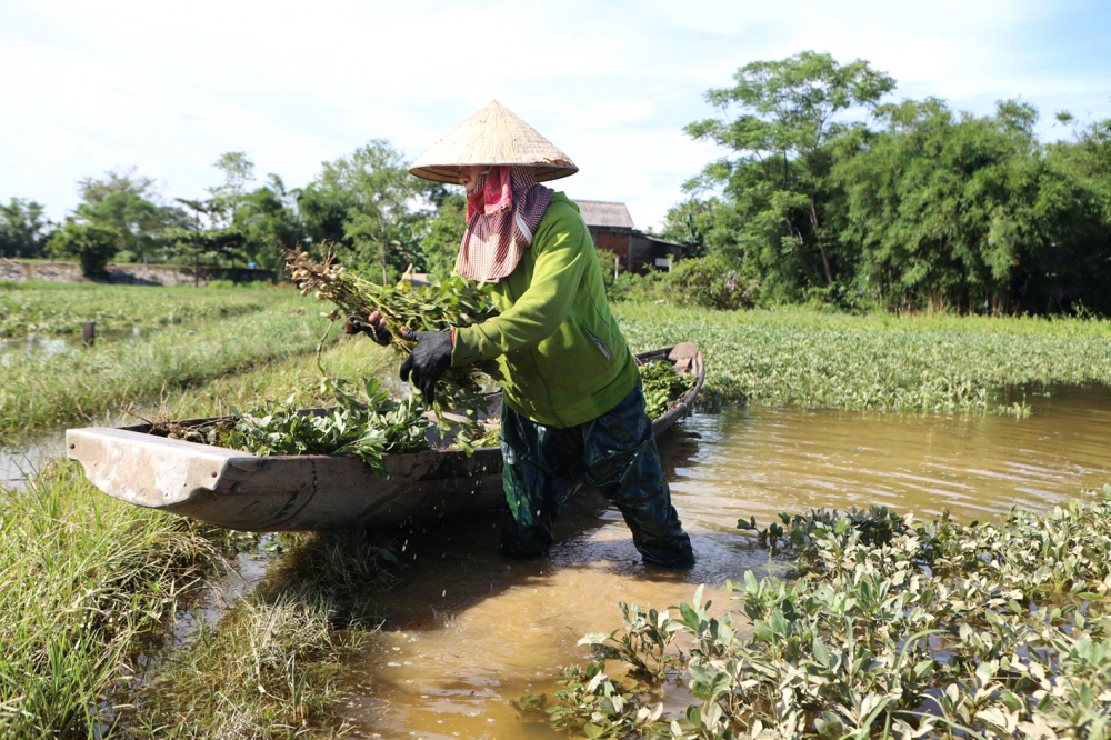 Miền Trung: Mưa lũ trái mùa cuốn đi tài sản và nguồn sống của dân Người dân xã Phong Sơn, thị xã Phong Điền (TP Huế) thu hoạch lạc giữa cánh đồng ngập lũ - ẢNH: THUẬN HÓA