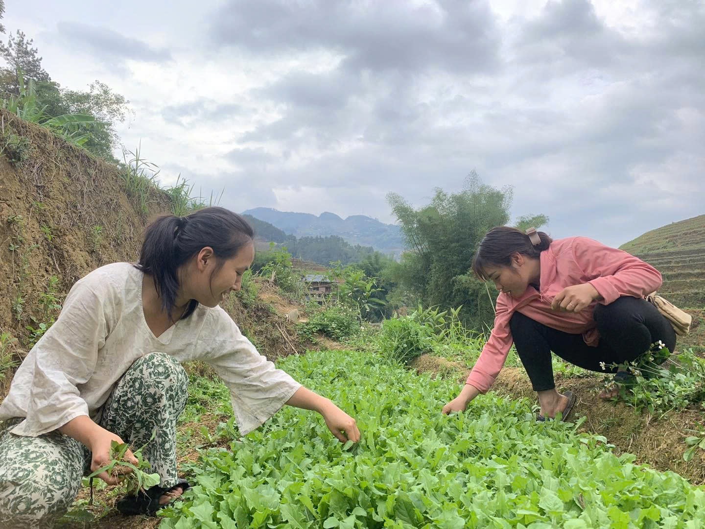 Chủ quán đã mua một mảnh vườn ở ngoại thành Hà Nội để kết hợp với các kỹ sư nông nghiệp trồng rau sạch làm nguyên liệu cho các món ăn - Ảnh: NVCC.