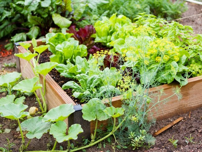 Trồng thật nhiều cây trong không gian nhỏ tưởng rằng có thể tiết kiệm diện tích, ngược lại phản tác dụng - Ảnh: 