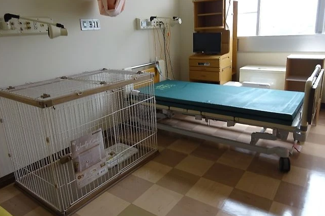 Một bệnh nhân được phép ở trong phòng bệnh này ở Kaizu, tỉnh Gifu, được nhìn thấy ở đây vào ngày 10 tháng 4, với một con vật cưng. (Yoshinobu Matsunaga)