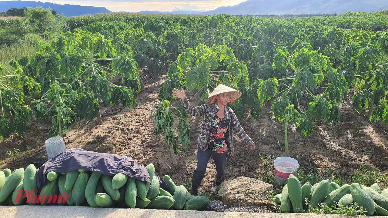 Mưa lớn kéo dài gây ngập úng, hư hại hàng loạt diện tích rau củ quả ở xã Đại An