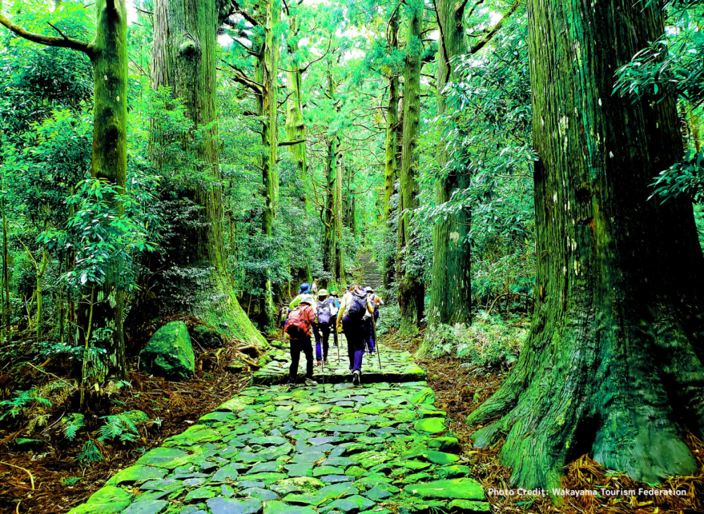 Kumano Kodo – con đường hành hương linh thiêng băng qua vùng núi Kii (Nhật Bản) – từ lâu đã là điểm đến đặc biệt, nơi hội tụ giữa tín ngưỡng, lịch sử và thiên nhiên hùng vĩ.