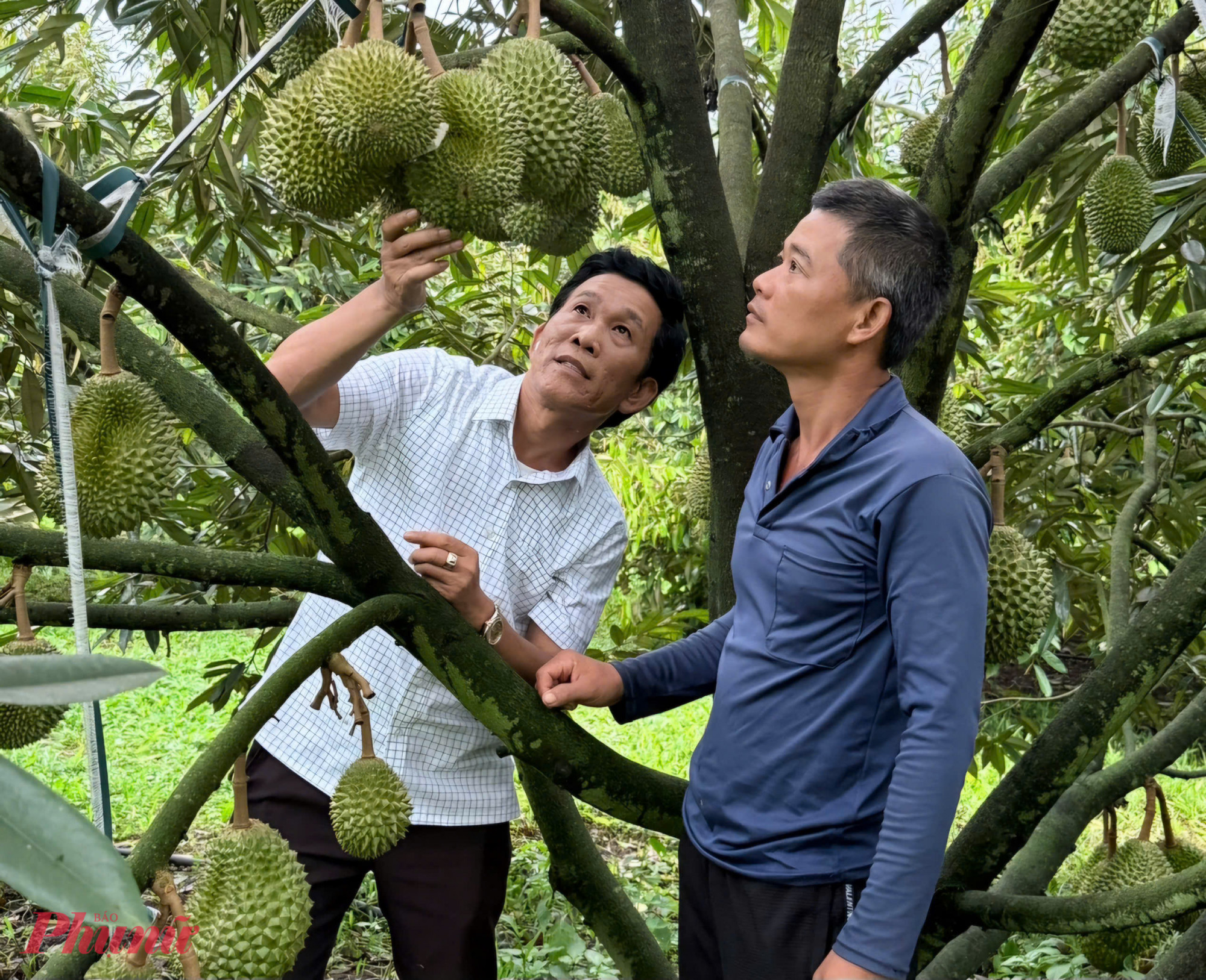 Trồng sầu riêng theo phương pháp sinh học sẽ giúp kiểm soát tốt kim loại nặng - Ảnh: Quốc Hùng