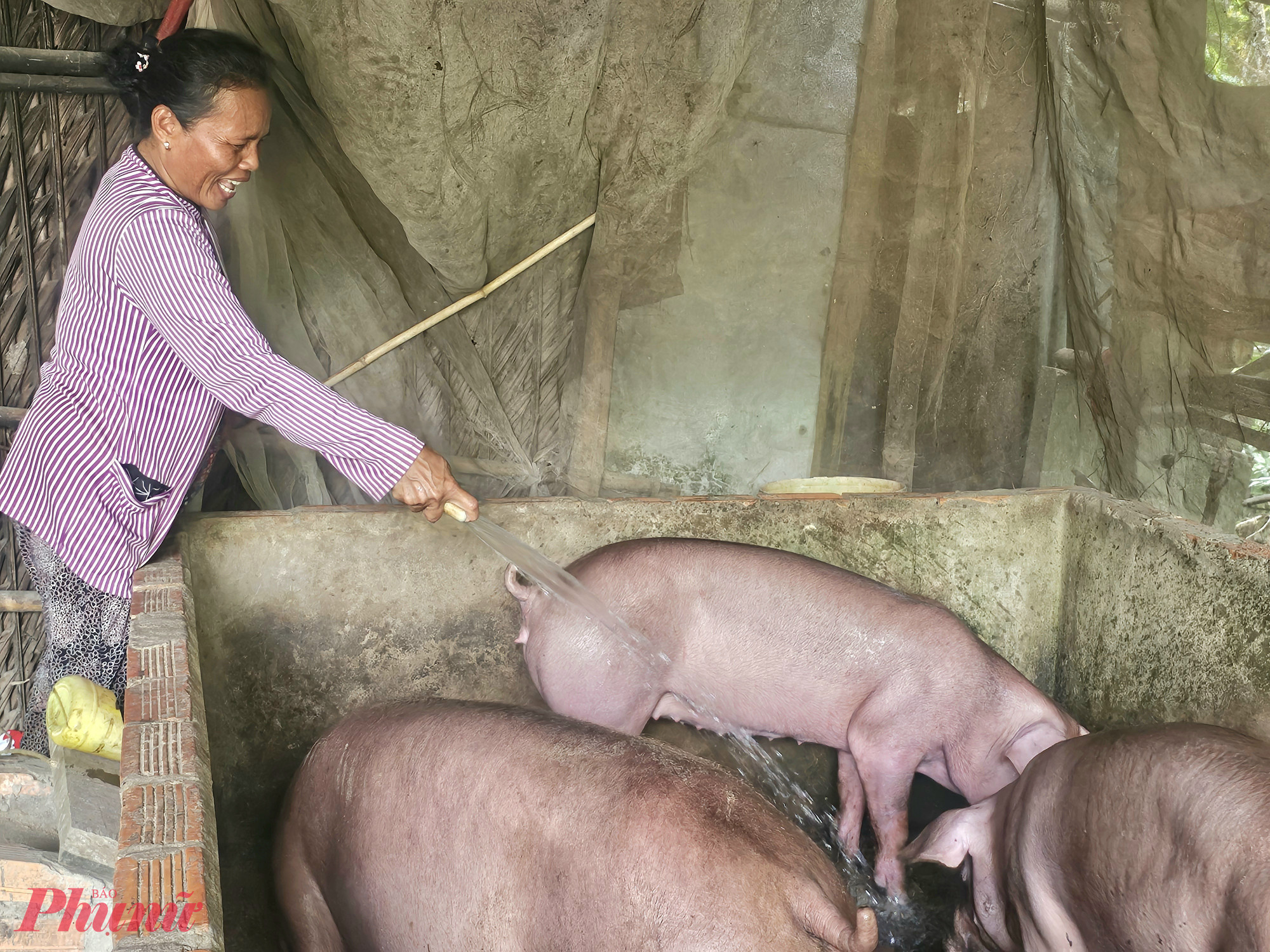 Nhờ tham gia mô hình nuôi heo sinh sản, bà Thị Hạnh ở huyện Giồng Riềng đã vươn lên thoát nghèo, làm chủ kinh tế gia đình - Ảnh Phú Hữu