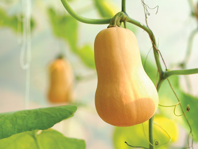  Thụ phấn cho hoa (để tăng khả năng đậu trái); thu hoạch rau củ quả khi già hay chín để bảo đảm hương vị. - Ảnh: G.H.C
