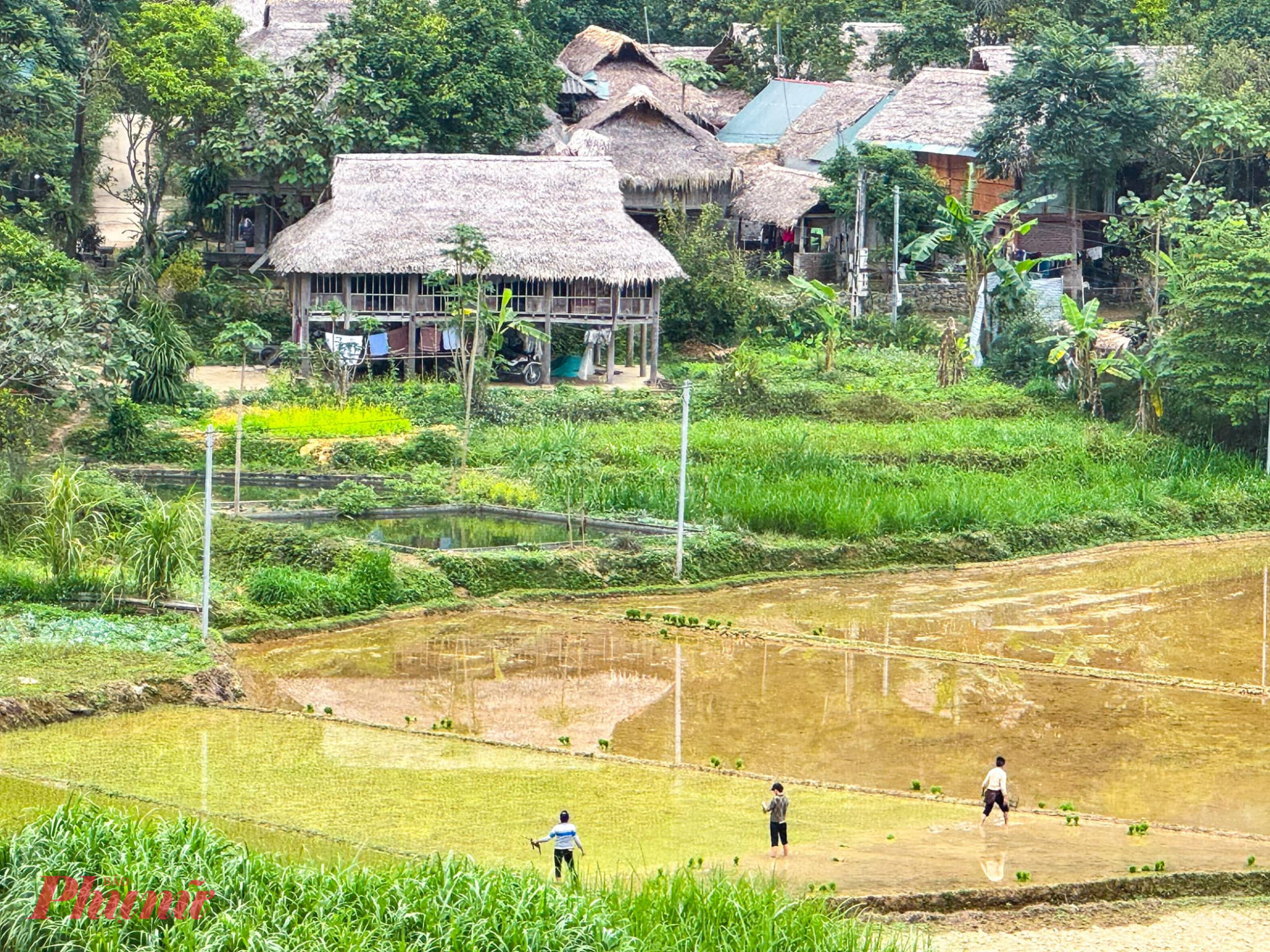 Pù Luông vào vụ cấy