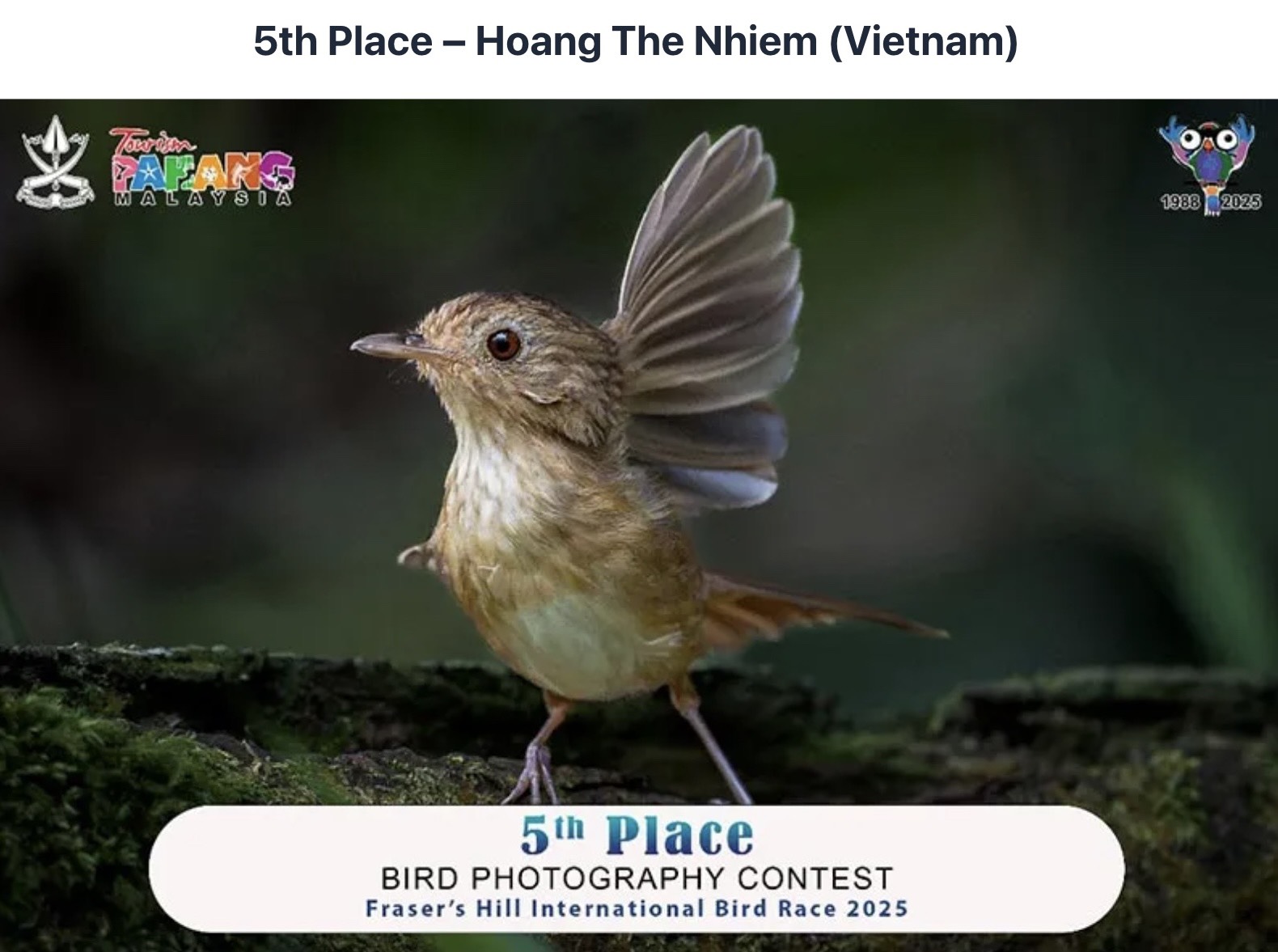 Fraser’s Hill - “thiên đường chim” và hành trình đáng nhớ của các nhiếp ảnh gia Việt Nam Ảnh của tác giả Hoàng Thế Nhiệm đã vinh dự đoạt giải thưởng