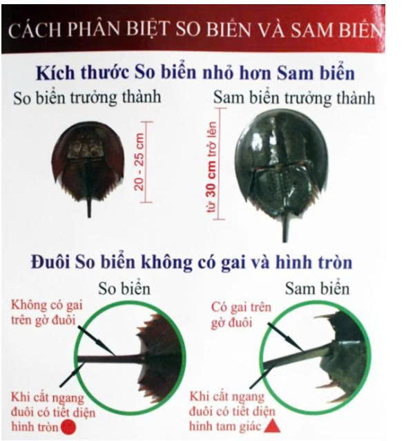 Phân biệt so biển và con sam - ảnh: BVCC