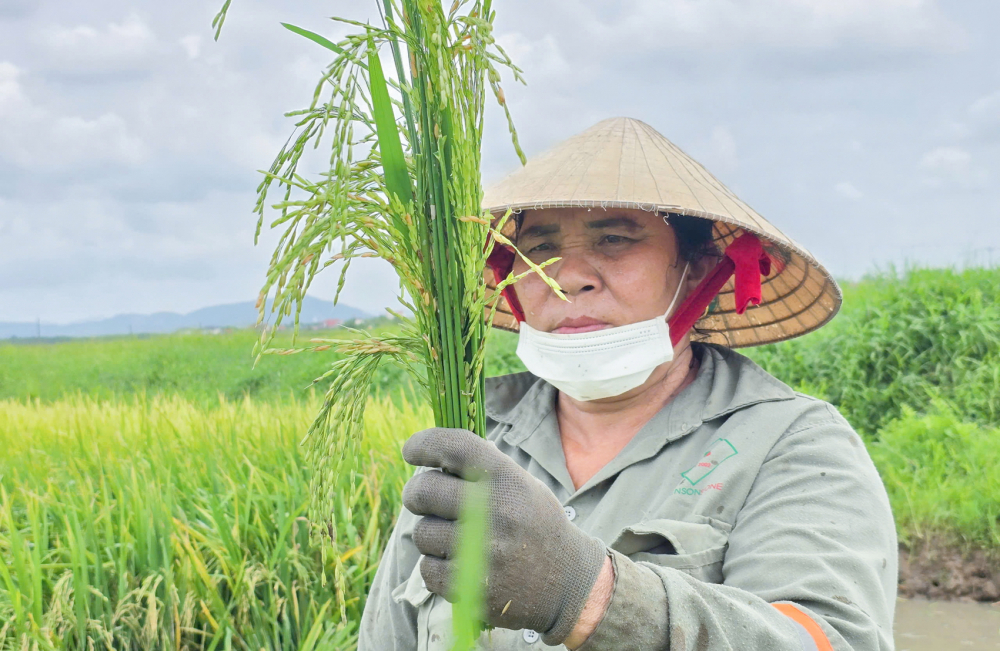 Chị Ngô Thị Tứ buồn bã thu hoạch đám lúa xuân lép hạt - ẢNH: PHAN NGỌC