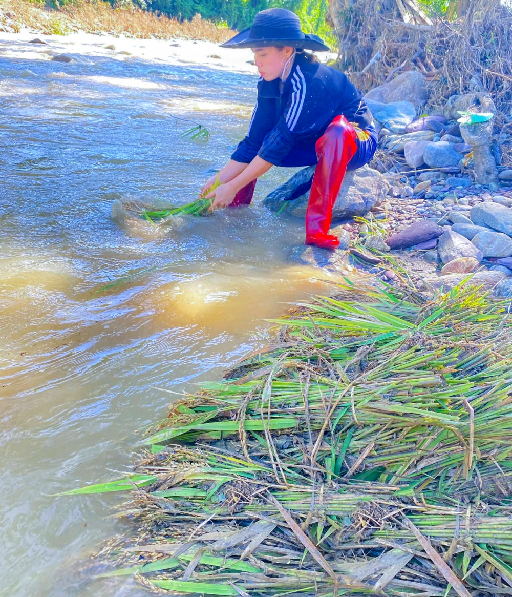 Người dân xã Nhôn Mai, huyện Tương Dương, tỉnh Nghệ An nhặt lúa còn sót lại sau lũ mang ra suối rửa bùn đất - ẢNH: ĐÌNH TUÂN