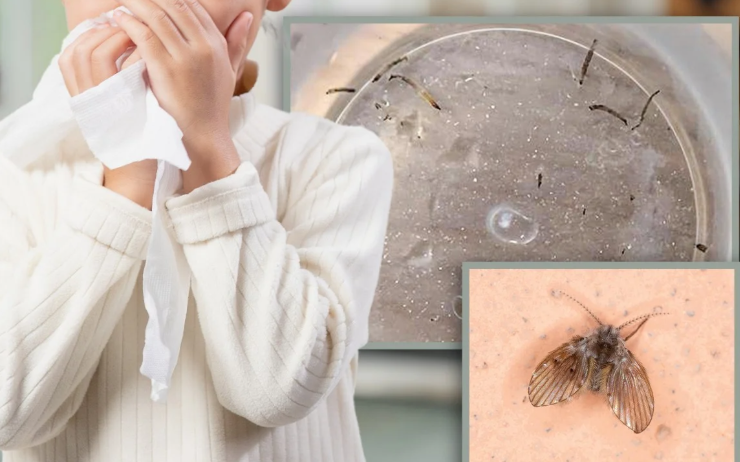 Những con bướm đêm nhỏ đặc biệt phổ biến ở miền Nam Trung Quốc vì thời tiết mùa hè ẩm ướt. Ảnh: 163.com