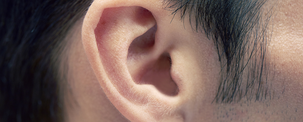 Phân tích mùi từ mẫu ráy tai có thể là phương pháp xác định sớm bệnh Parkinson trong tương lai - Ảnh: Getty Images