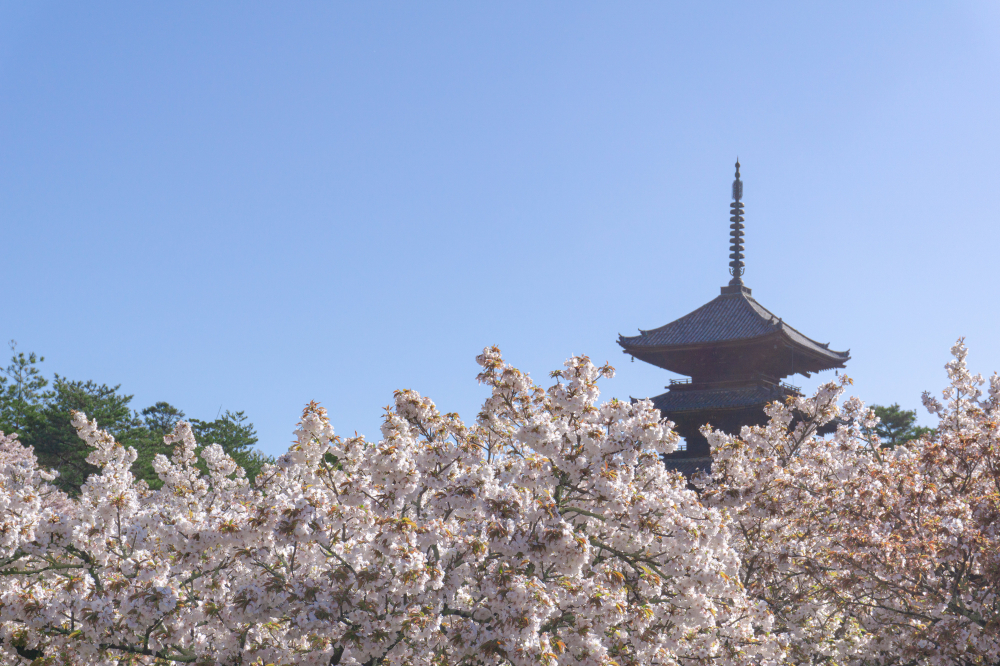 Kyoto, Nhật Bản – Thưởng thức vị sô-cô-la lẫn mùa hoa anh đào  