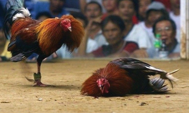 Bí ẩn về những người chọi gà Philippines mất tích có diễn biến rùng rợn. Ảnh: ST