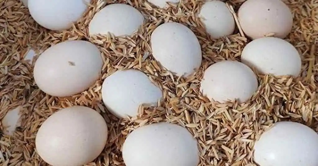 Những quả trứng gà quê được cha xếp ngay ngắn trong hộp cho con gái mang đi (ảnh có tính minh họa)