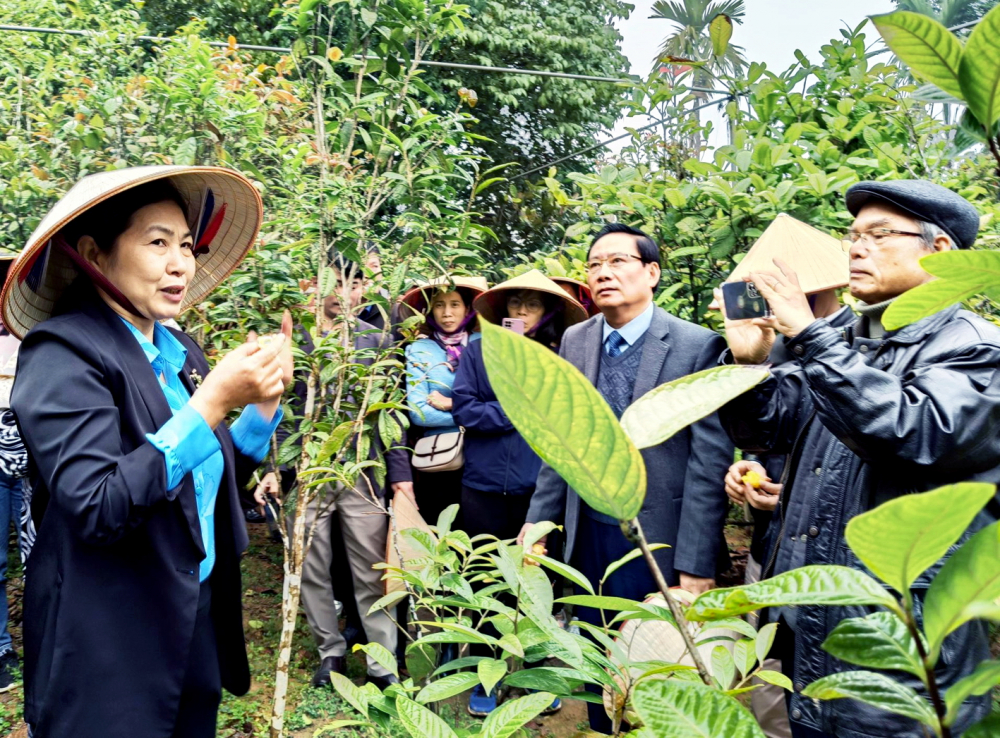 Bà Thanh Tuyền (bìa trái) giới thiệu về cây trà hoa vàng - ẢNH: M.T.