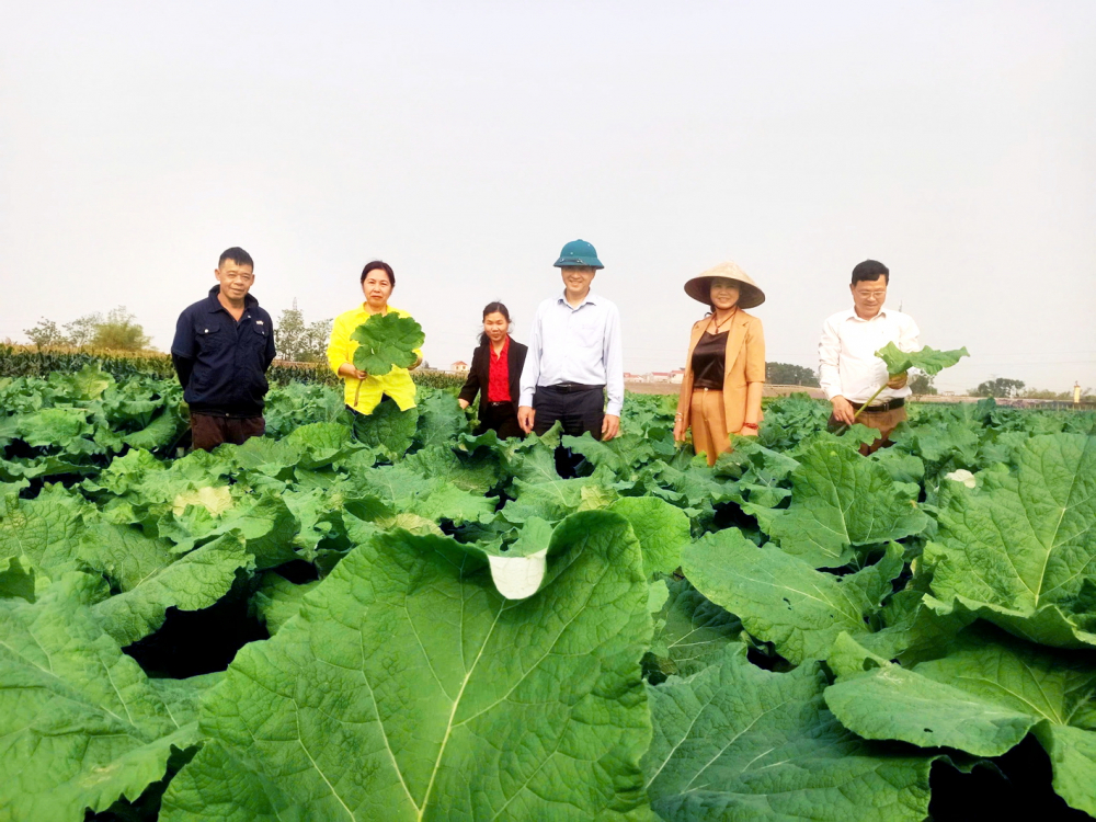 Bà Thanh Tuyền (thứ hai từ trái sang) trên cánh đồng trồng cây ngưu bàng - ẢNH: M.T.