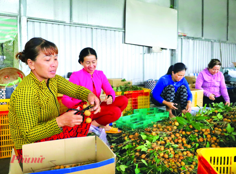 Nhiều vùng trồng rau quả trong nước đang tập trung nâng cao tiêu chuẩn chất lượng để có thể xuất khẩu tới nhiều thi trường hơn. Các nữ công nhân ở huyện Cờ Đỏ, TP Cần Thơ sơ chế nhãn để xuất khẩu - Ảnh: Huỳnh Lợi