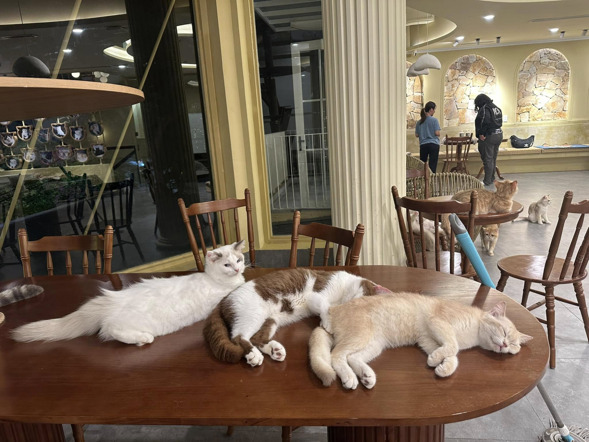 Một quán cà phê mèo ở Đà Nẵng