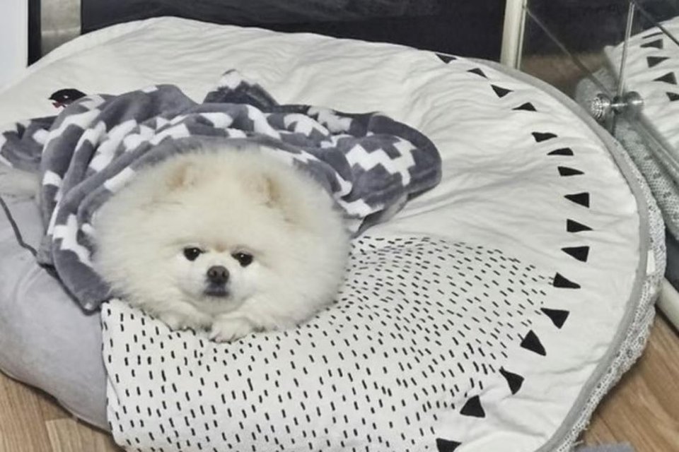 Chú chó Mongsil, là thành viên đầu tiên phát hiện ra đám cháy. Với tiếng sủa vang dội, Mongsil đã kịp thời đánh thức cả nhà, giúp họ thoát khỏi nguy hiểm trong gang tấc.