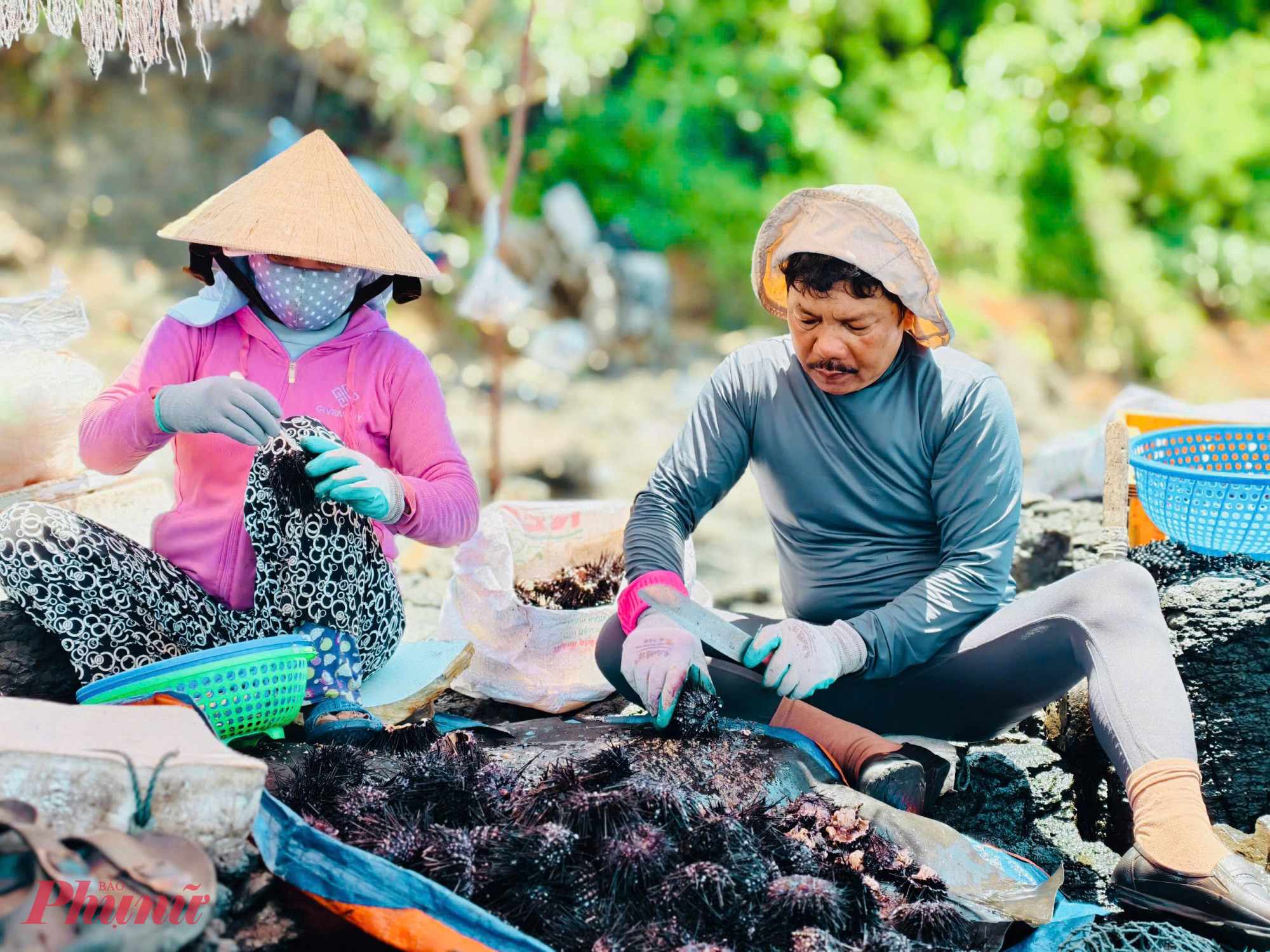 Ông Nguyễn Văn Đào (thôn Phú Quý, xã Đông Sơn) chia sẻ, để bắt được nhum, thợ lặn phải ngâm mình hàng giờ liền dưới độ sâu 15–20m, men theo các khe đá sắc nhọn và chịu áp suất lớn. Nhum bám chặt vào đá, thân đầy gai nhọn, di chuyển chậm nhưng rất khó gỡ. Thợ lặn cần sự khéo léo, tránh bị đâm trúng.